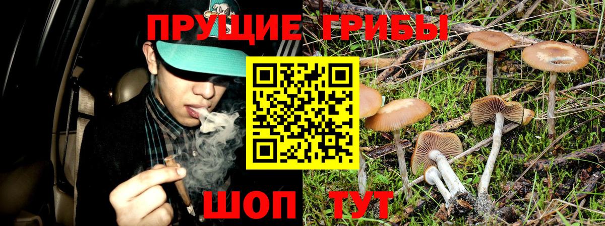 Псилоцибиновые грибы Cubensis Бузулук