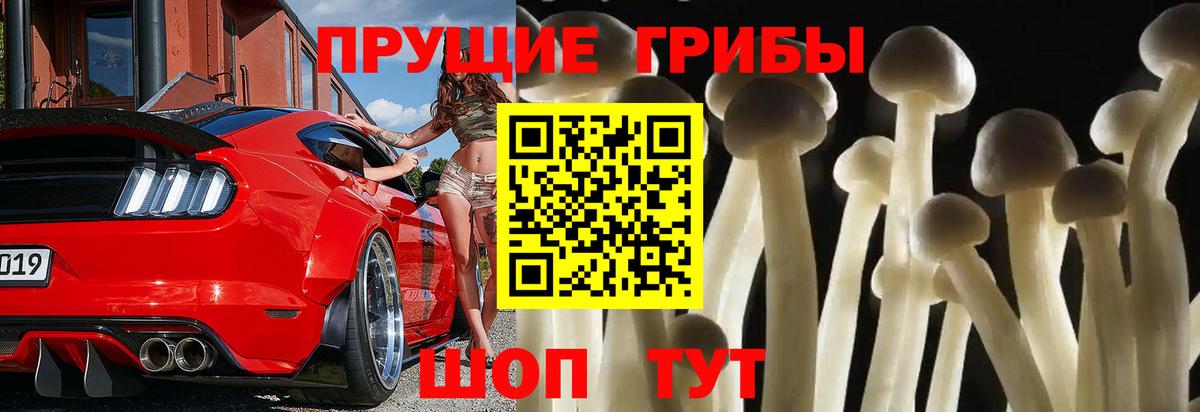 Псилоцибиновые грибы мицелий  Бузулук  Псилоцибиновые грибы Psilocybe 